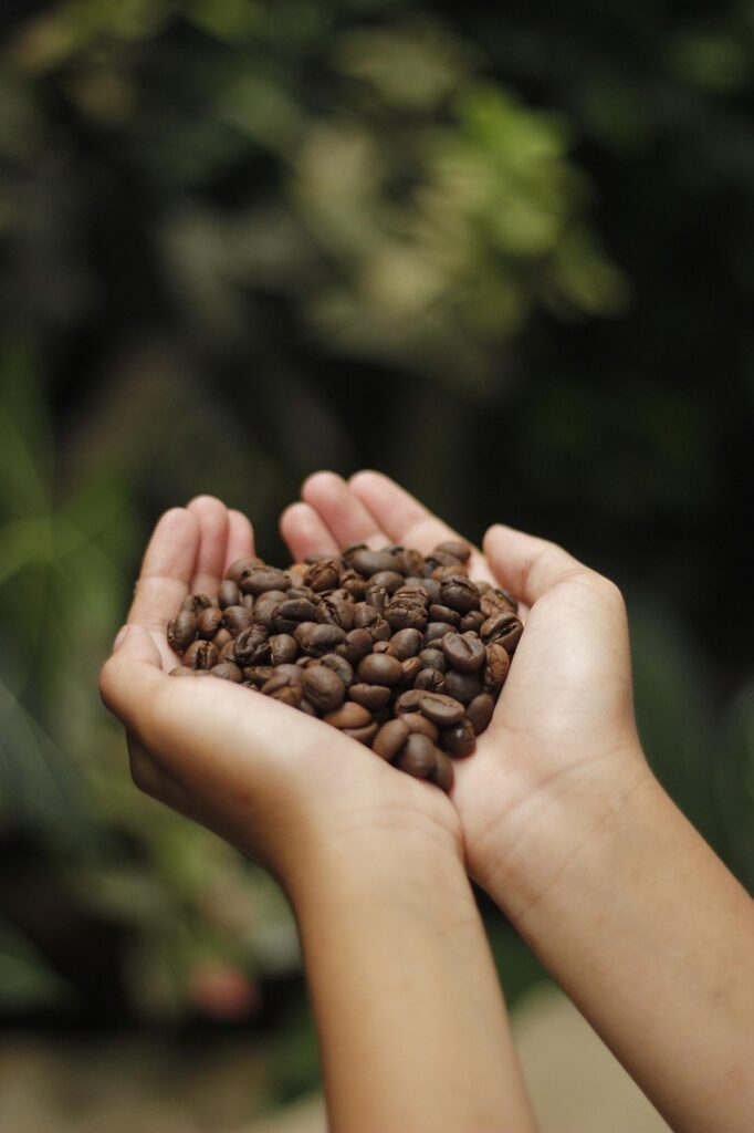 coffee, coffee beans, aroma, roasted, beans, espresso, cappuccino, mug, caffeine, coffee on hand, holding coffee beans, hand-holding, kopi, javanese, coffee background, coffee texture, background, coffee farm, indonesia, coffee cup, love shape, love coffee, beautiful wallpaper, coffee bean on hand, hand, coffee seed, indonesian coffee, iphone wallpaper
